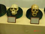 model of peking man skull and modern skull